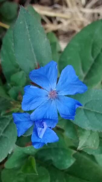 hardy blue-flowered leadwort