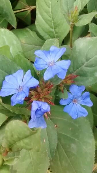 hardy blue-flowered leadwort