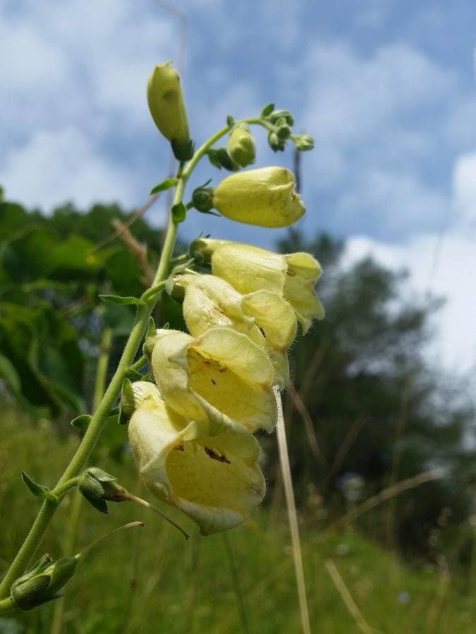 Grecian foxglove