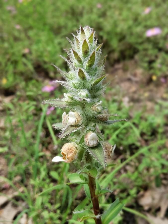 Grecian foxglove