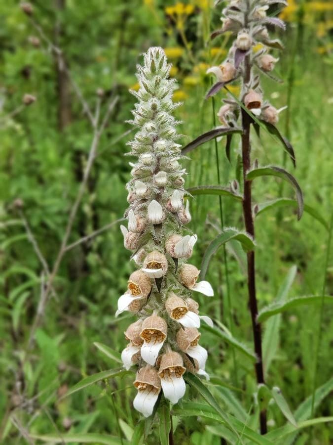 Grecian foxglove