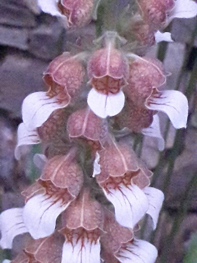 Grecian foxglove