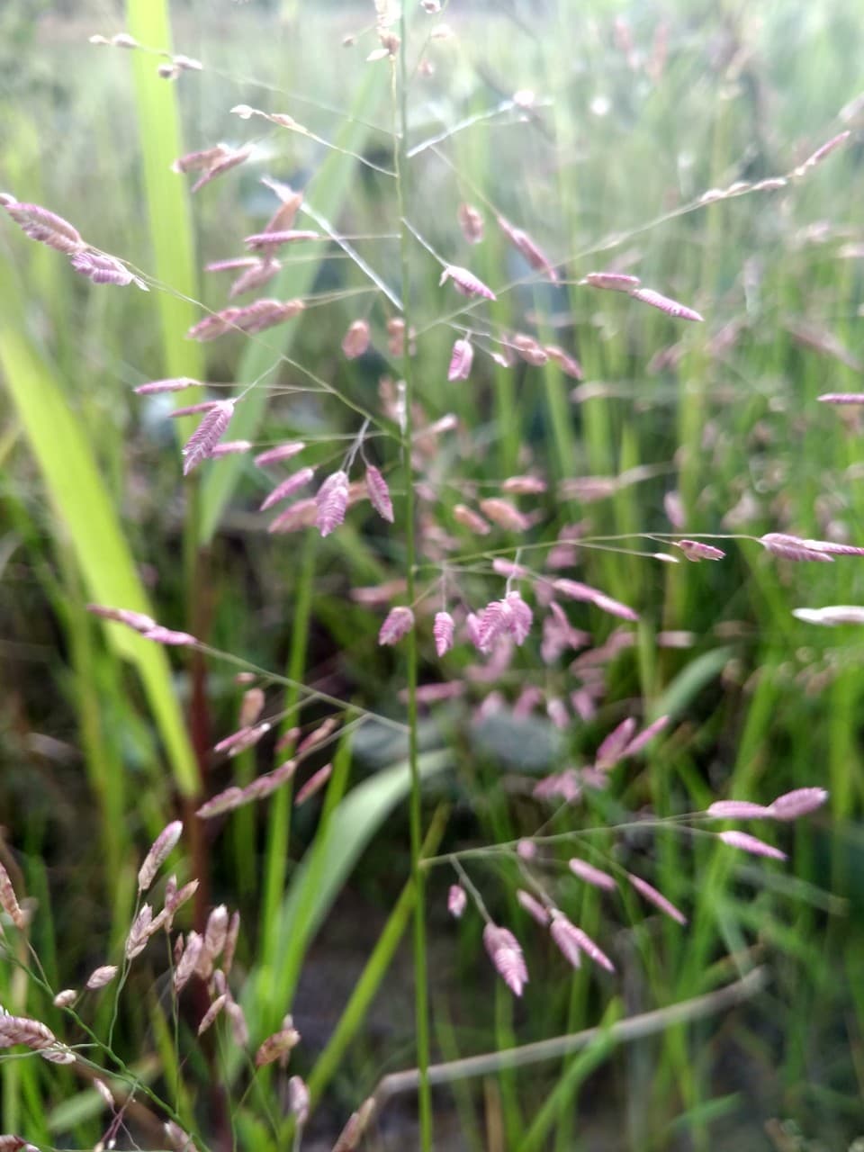 purple love grass