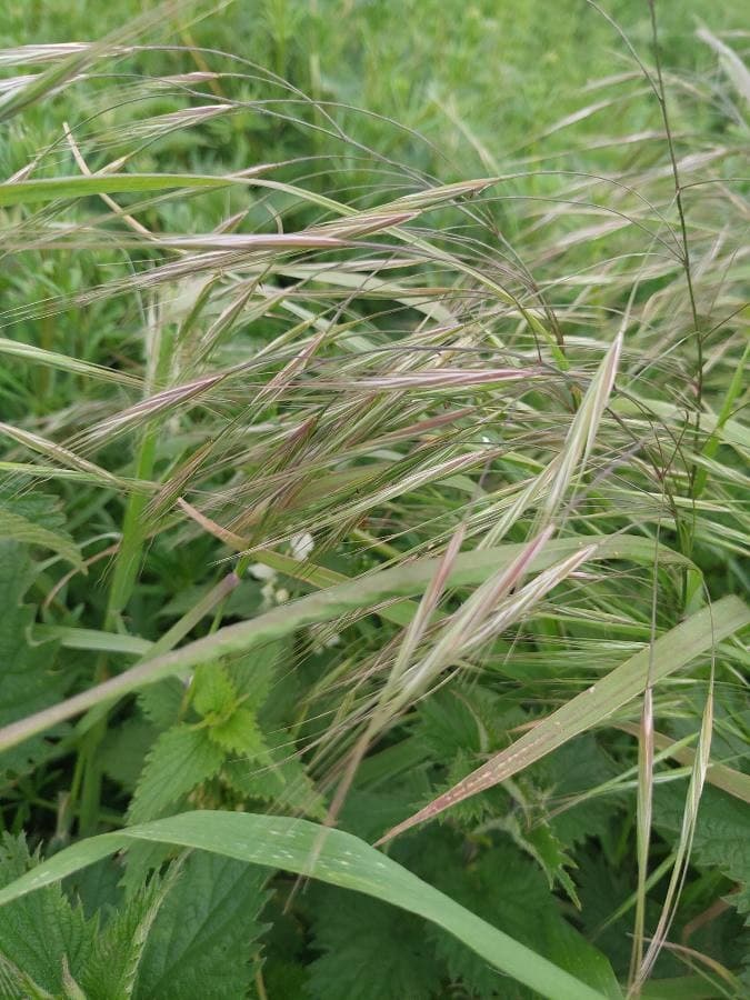 purple love grass