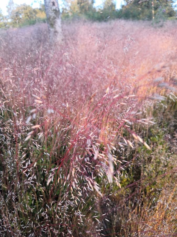 purple love grass