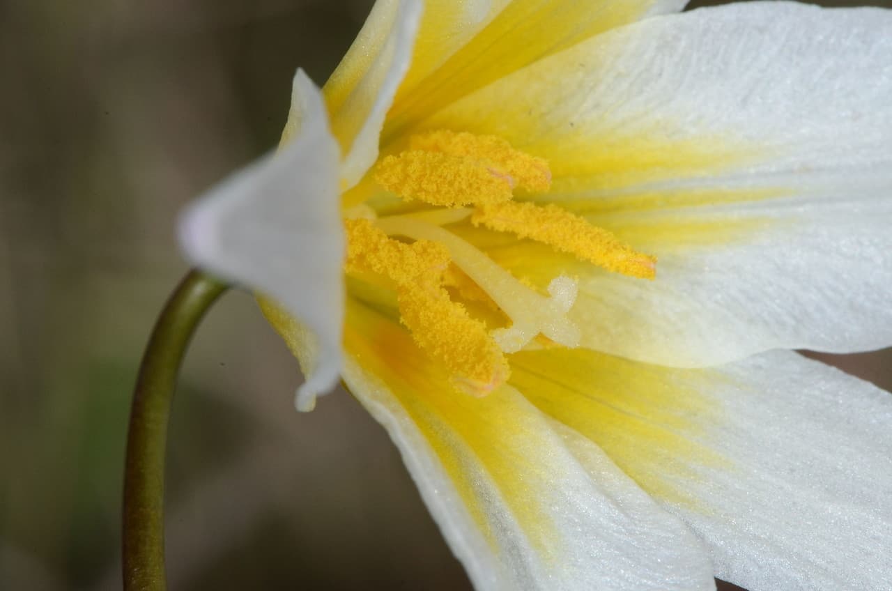 St. Helena fawn lily