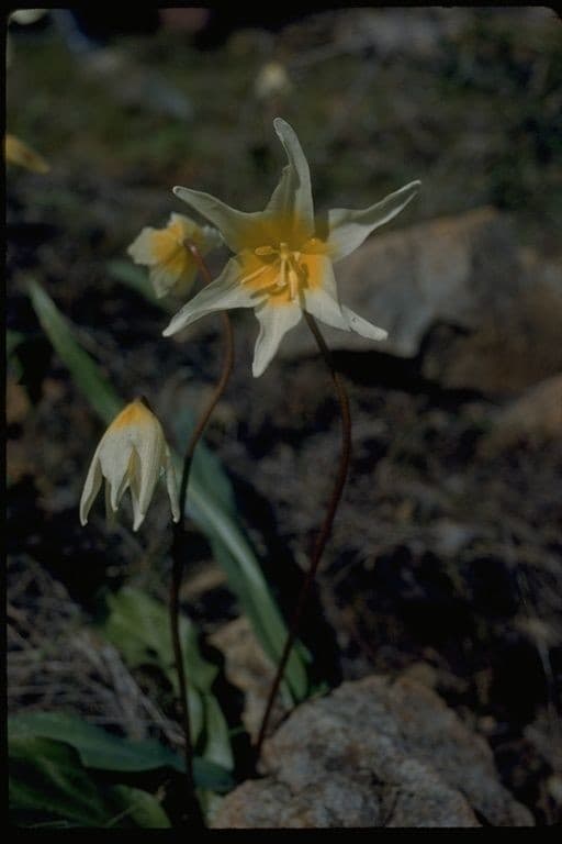 St. Helena fawn lily