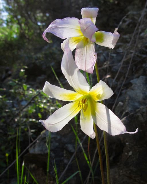 St. Helena fawn lily