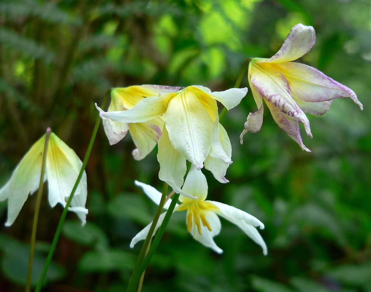 St. Helena fawn lily