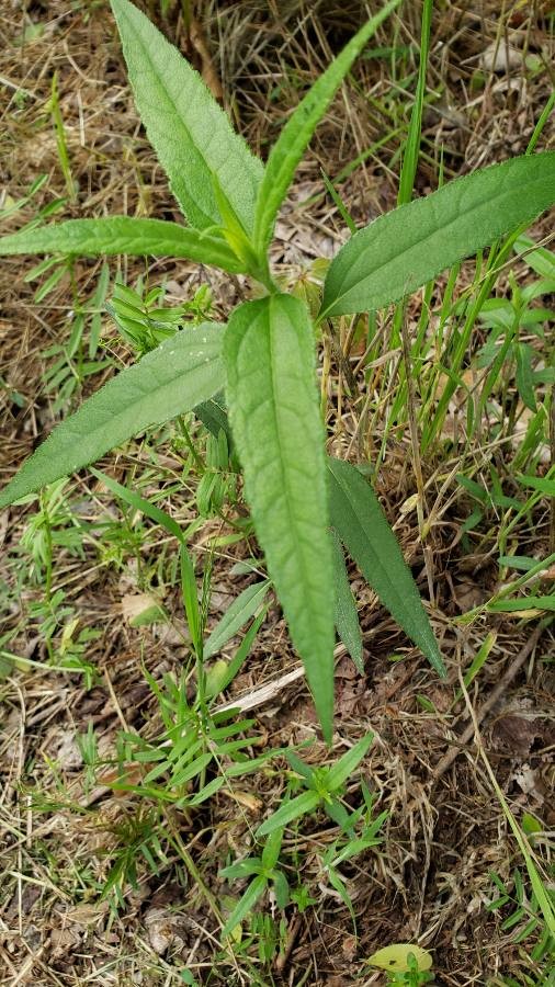 American boneset