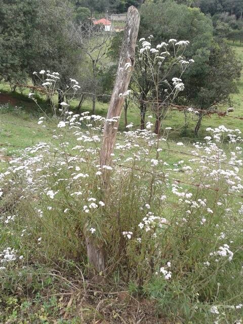 American boneset