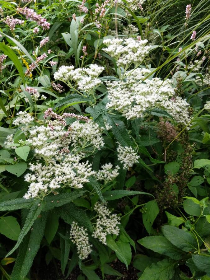 American boneset