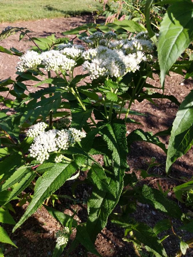 American boneset