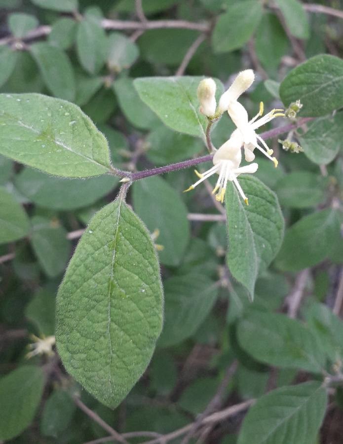 fly honeysuckle