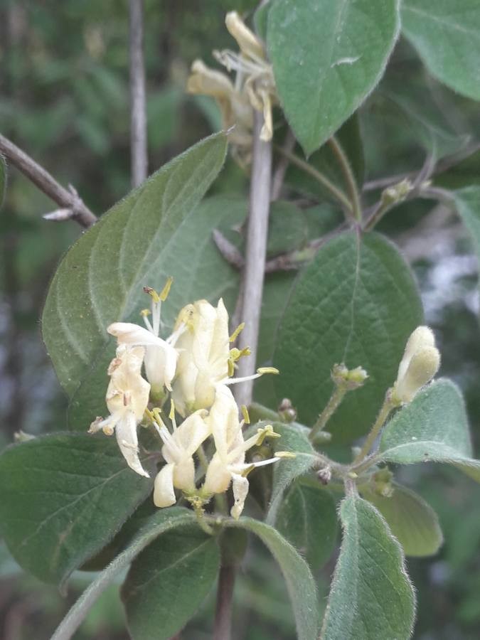 fly honeysuckle