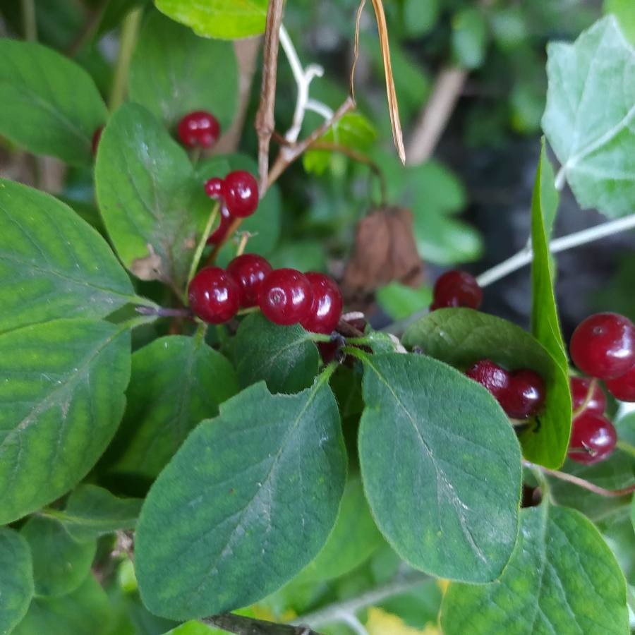 fly honeysuckle