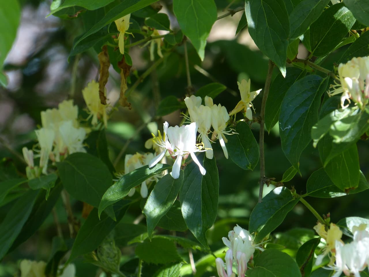 fly honeysuckle