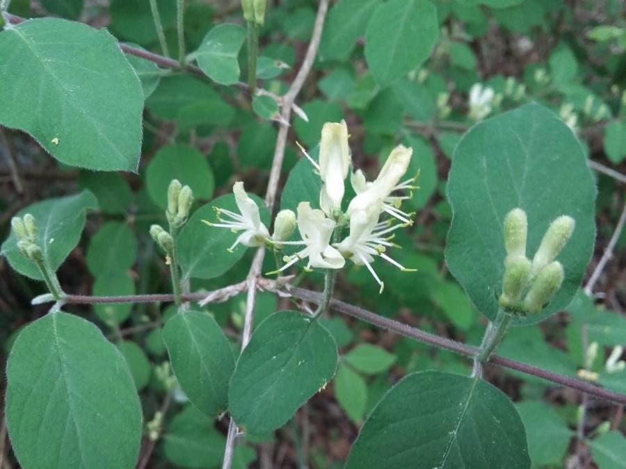 fly honeysuckle