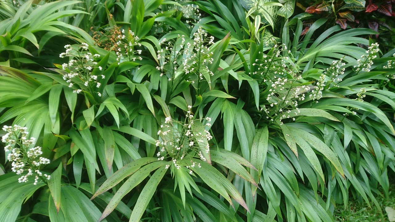 star-flowered lily of the valley