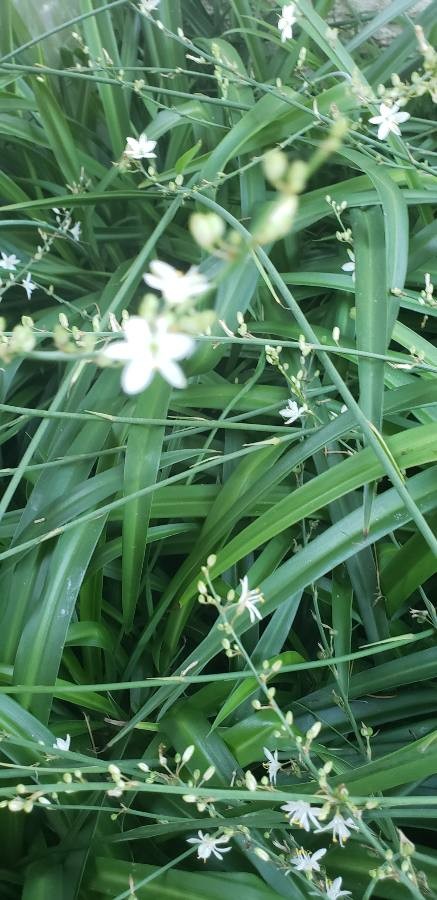 star-flowered lily of the valley