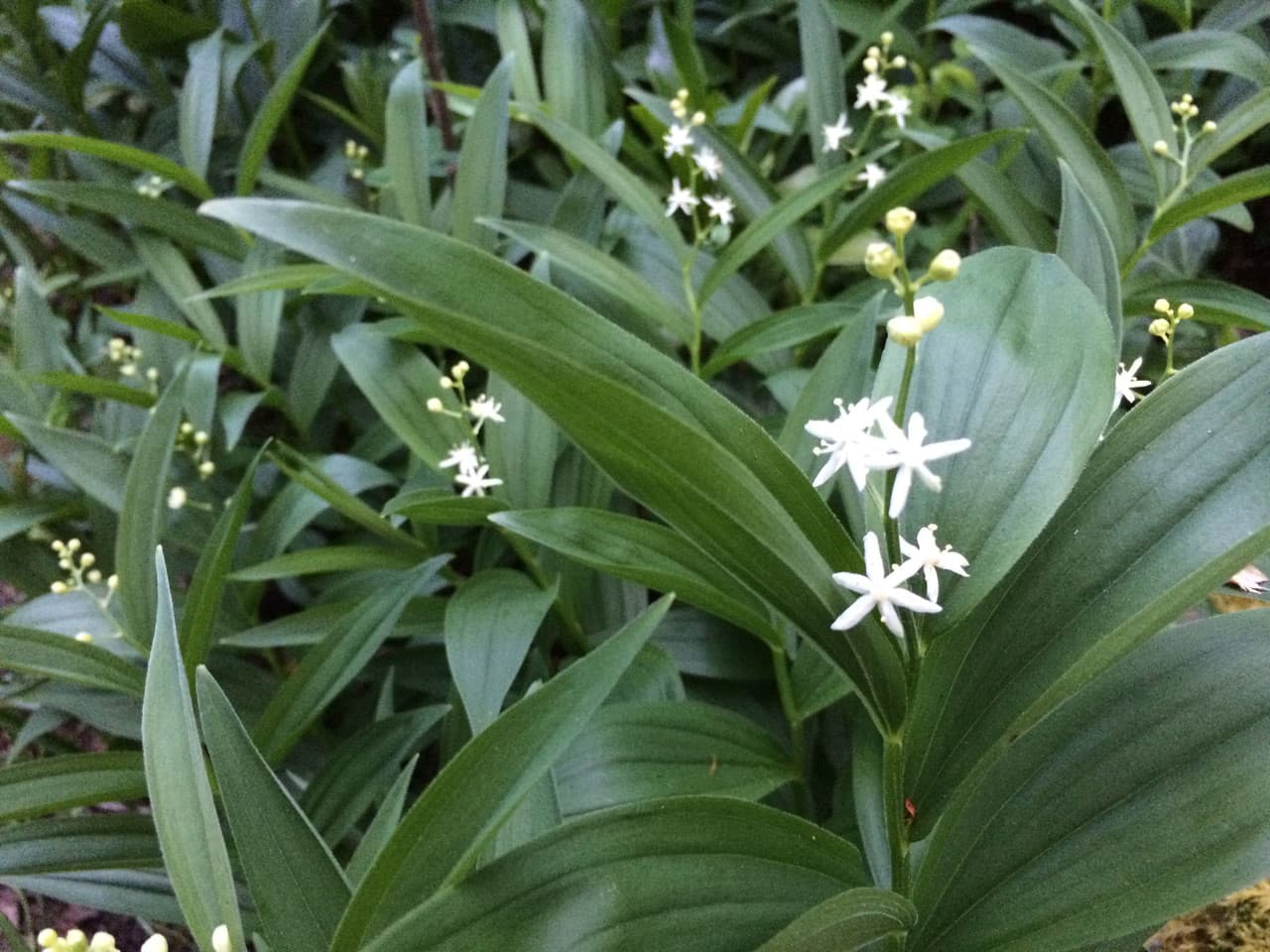 star-flowered lily of the valley