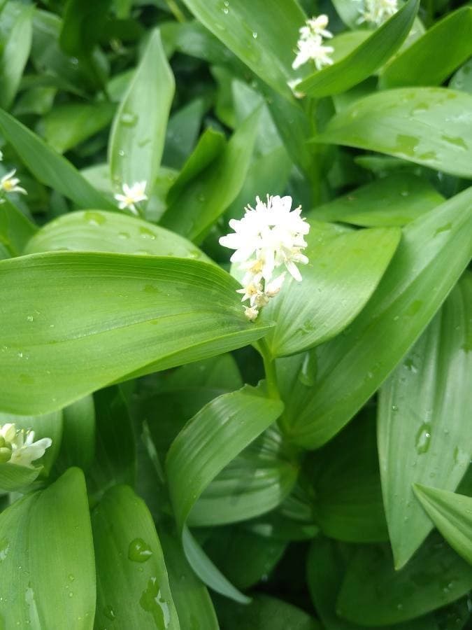 star-flowered lily of the valley