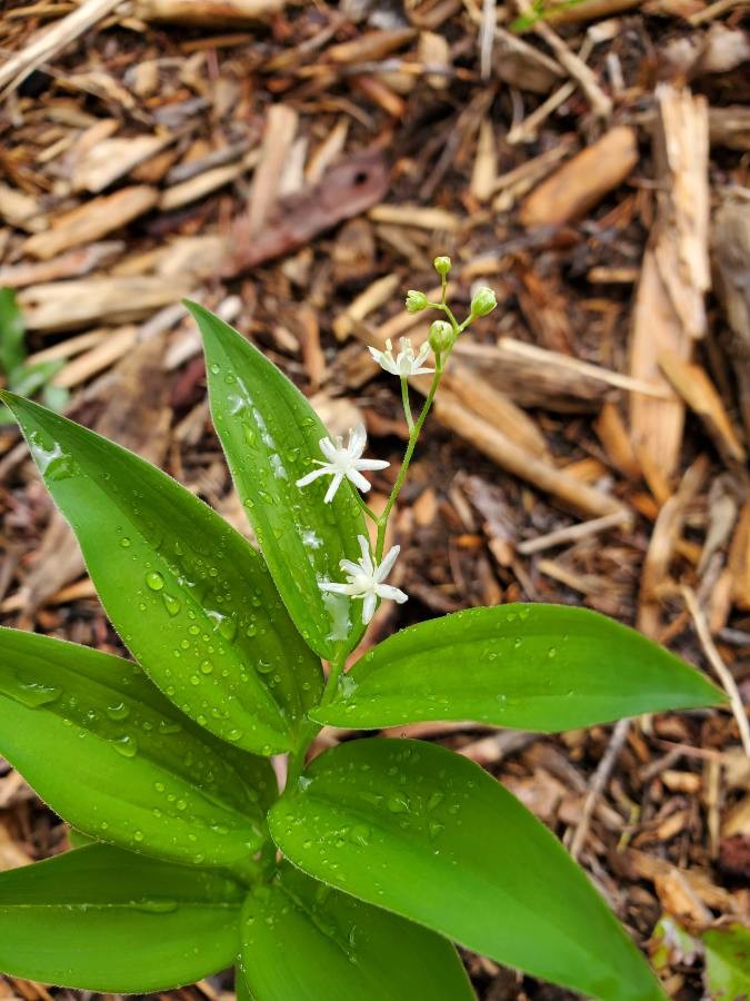 star-flowered lily of the valley