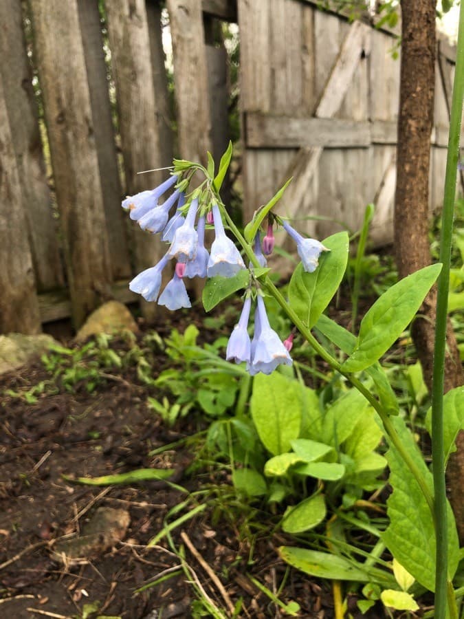 Virginian bluebells