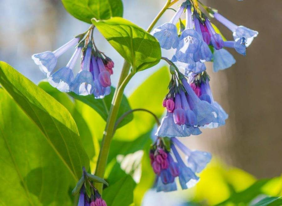 Virginian bluebells