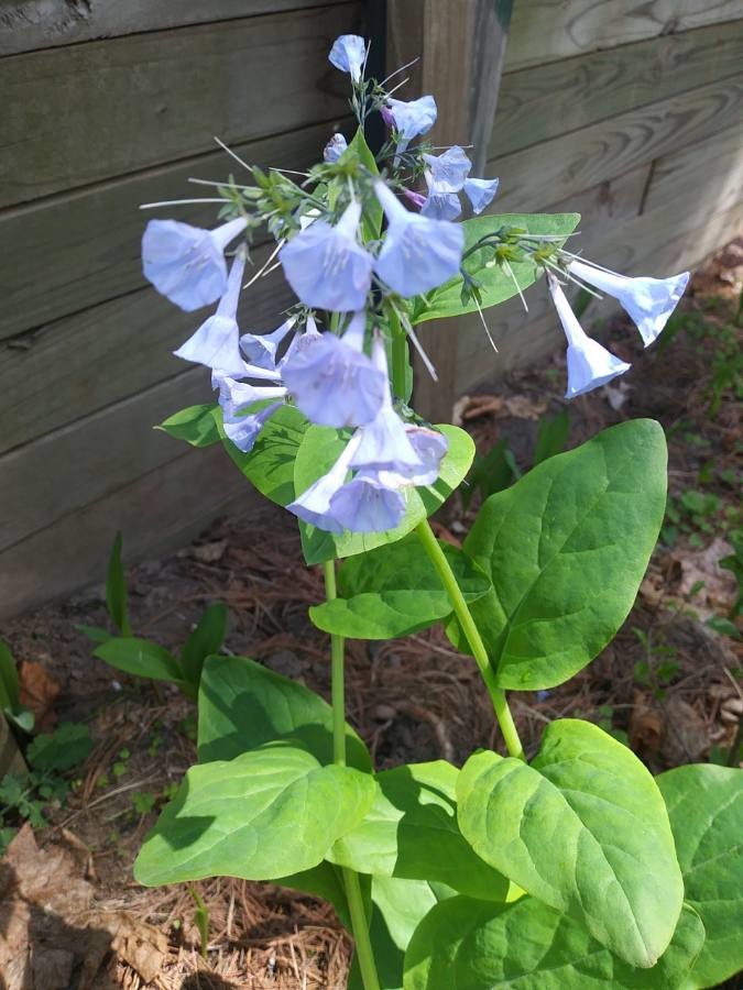 Virginian bluebells