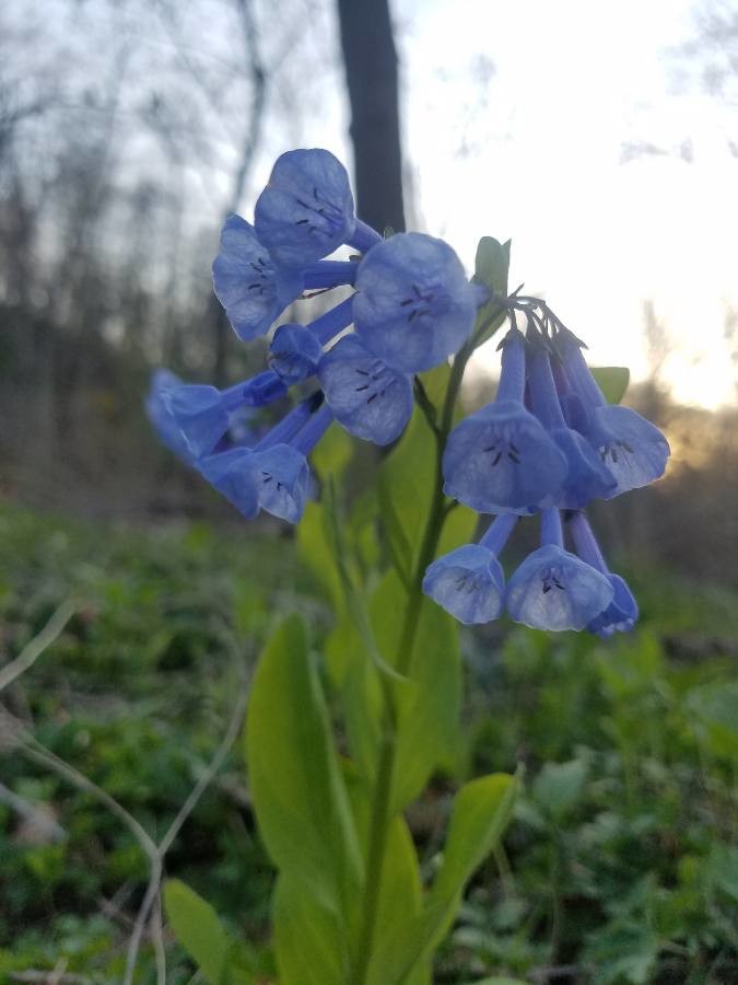 Virginian bluebells