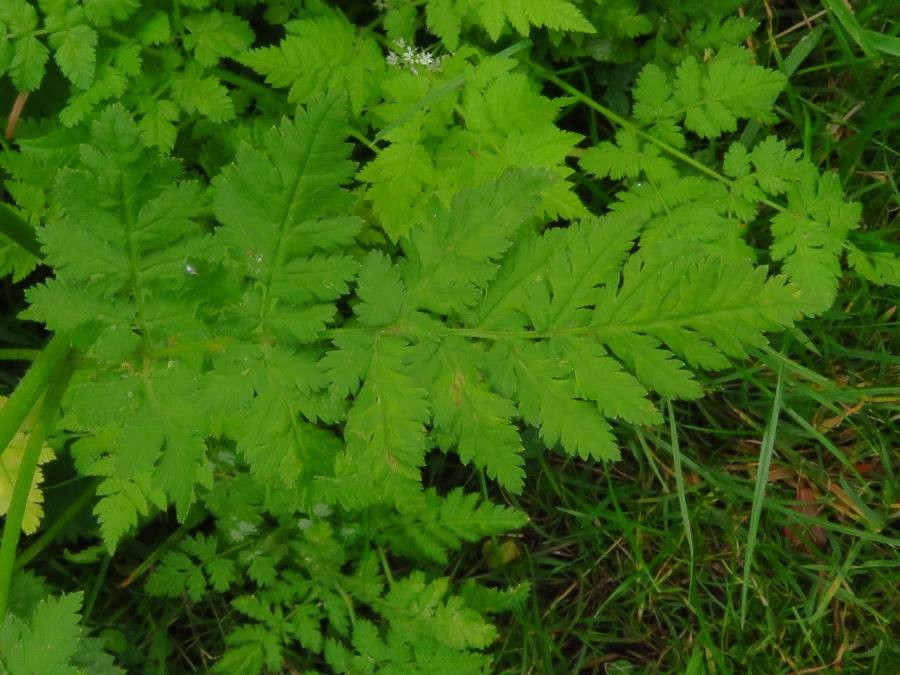 sweet cicely