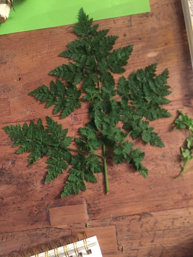 sweet cicely