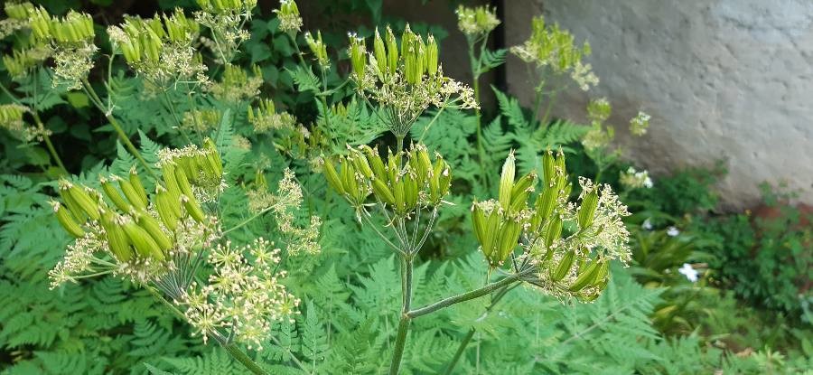 sweet cicely