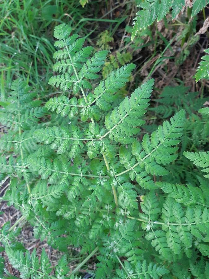 sweet cicely