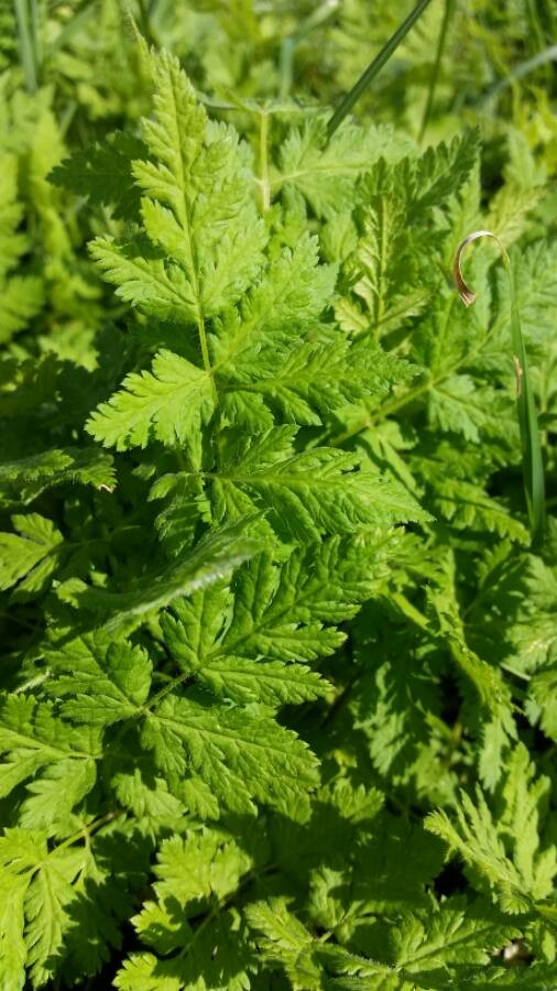 sweet cicely