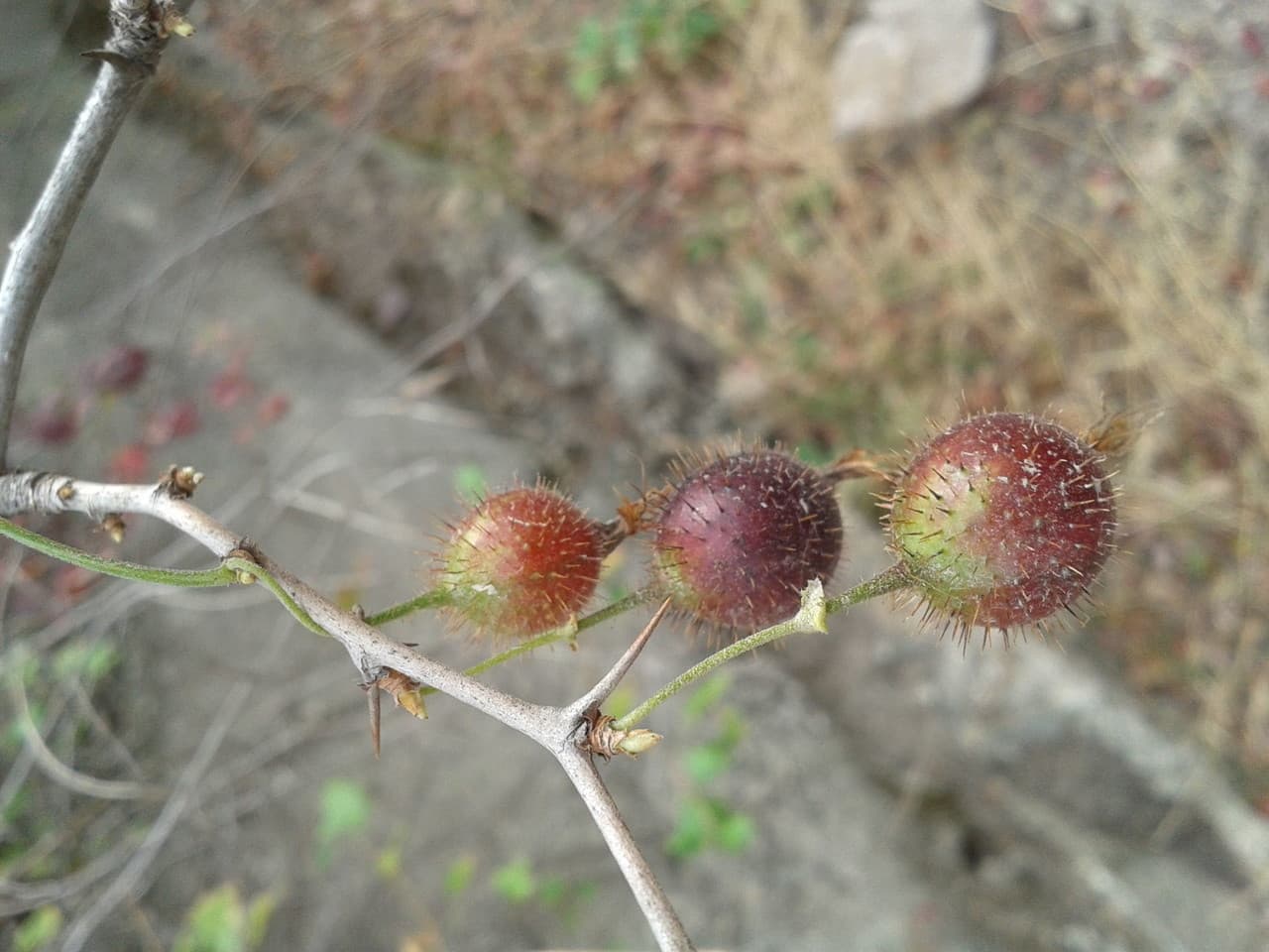 fuchsia-flowered gooseberry