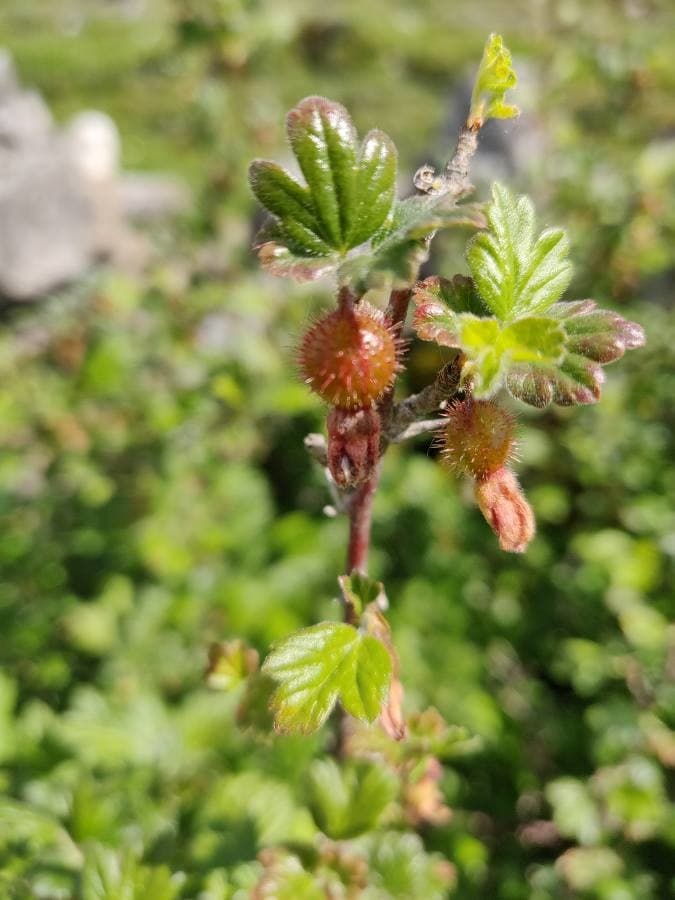 fuchsia-flowered gooseberry