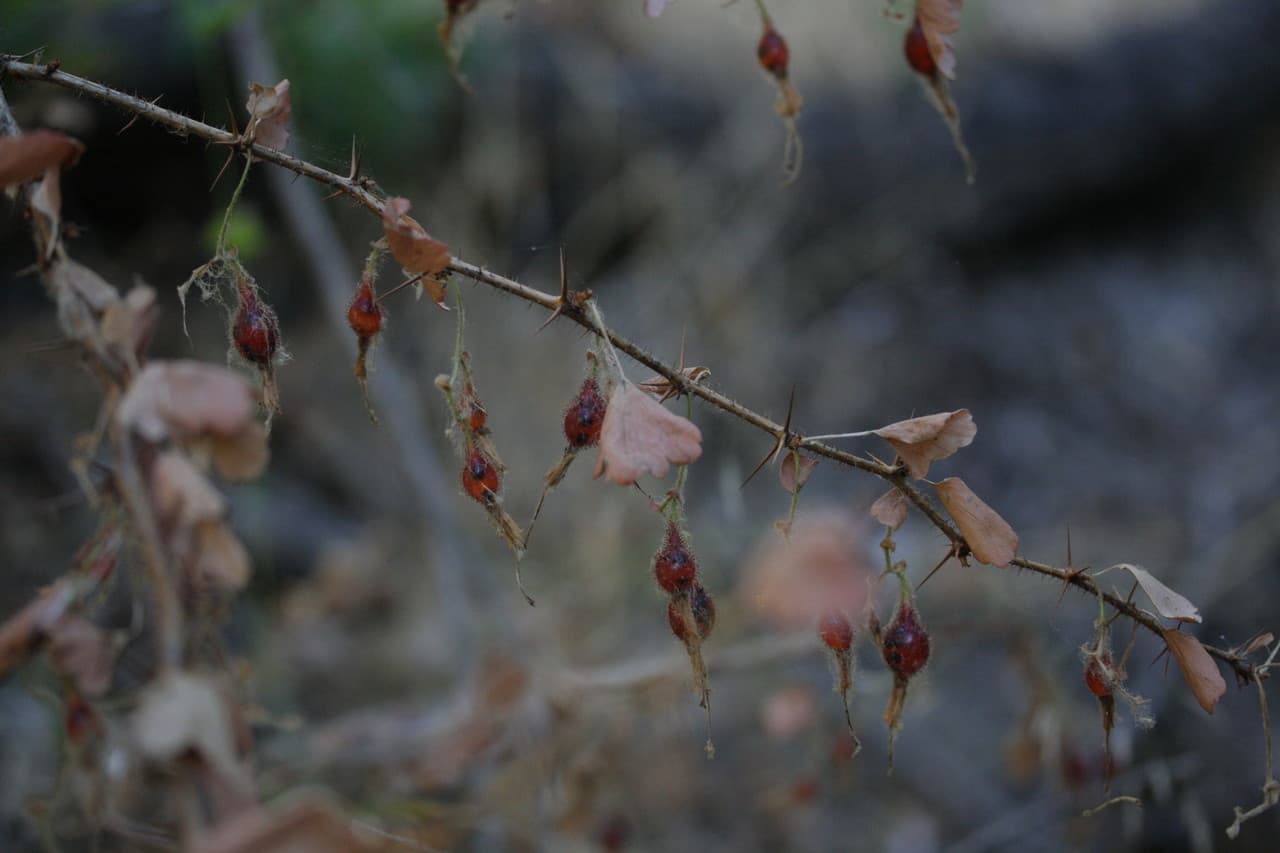 fuchsia-flowered gooseberry