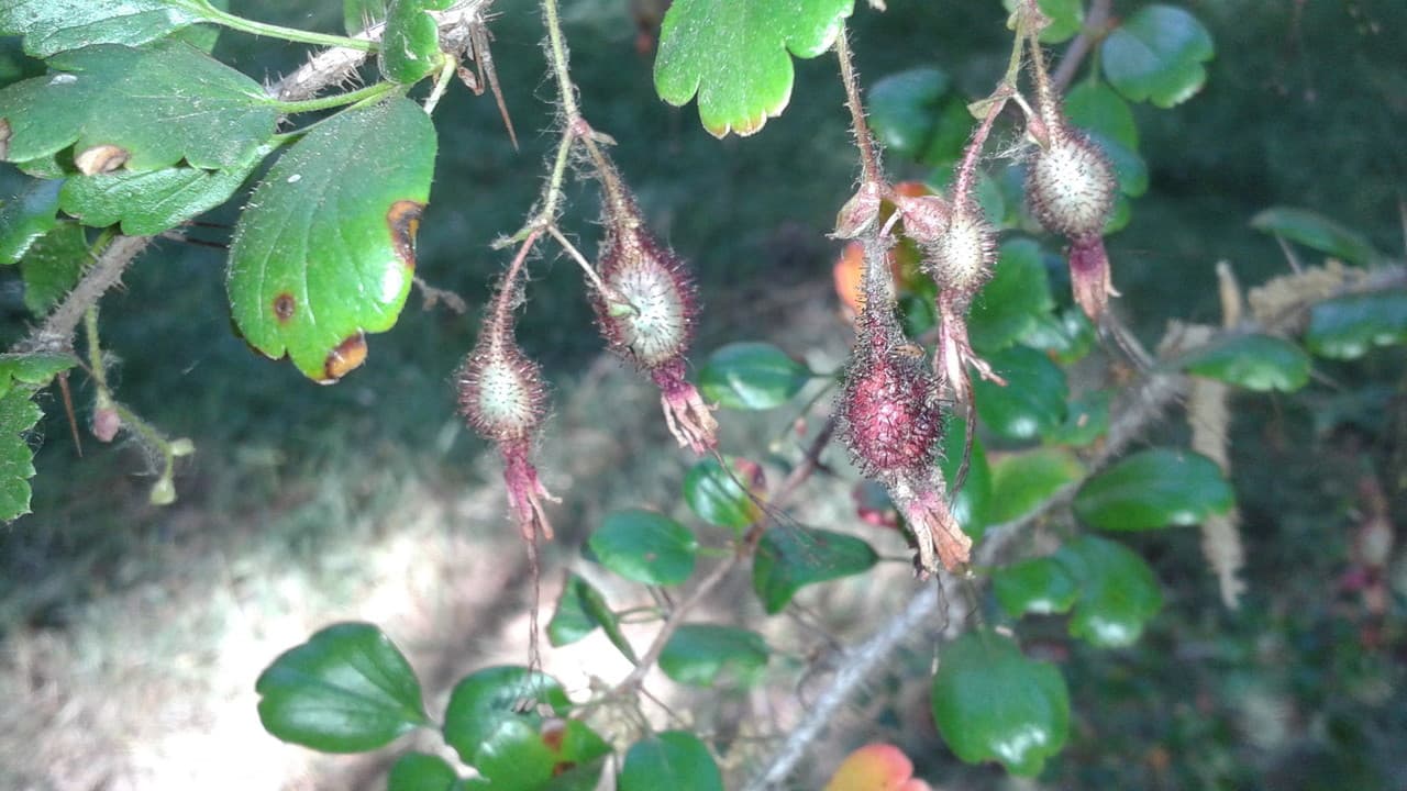 fuchsia-flowered gooseberry