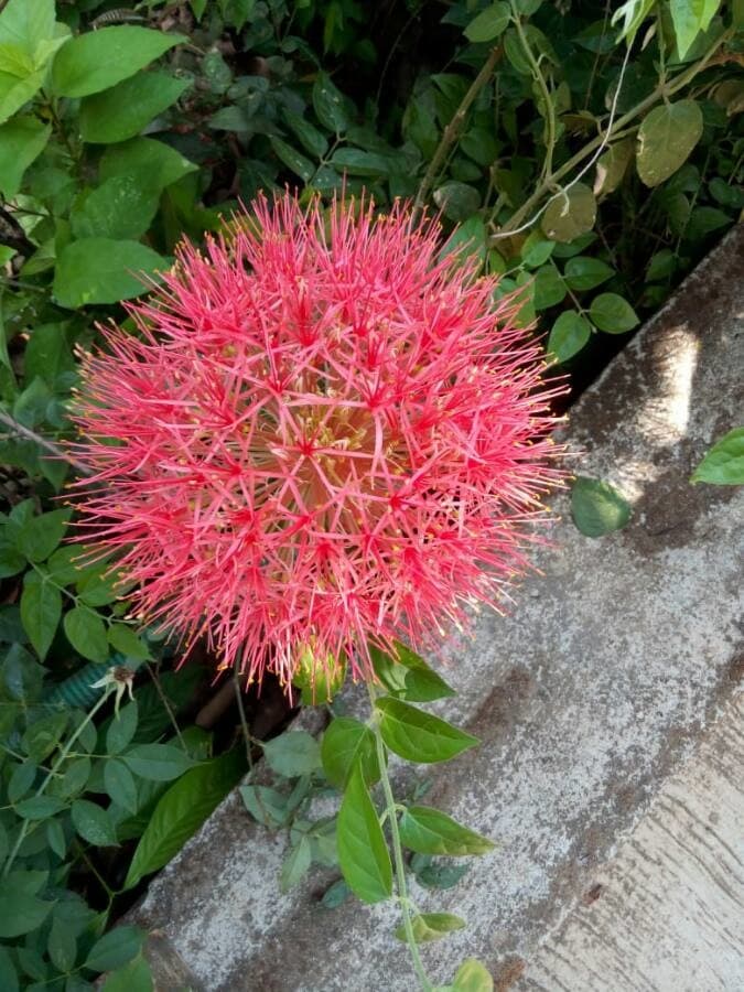 blood flower