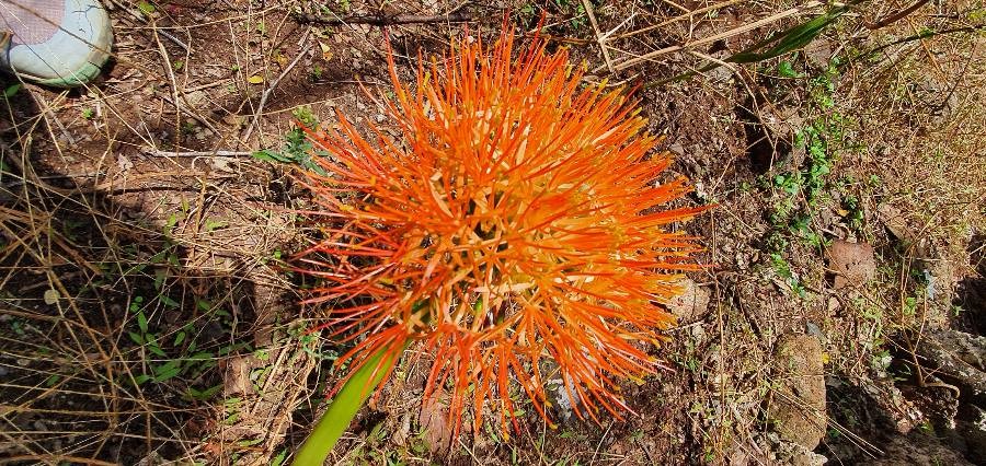 blood flower