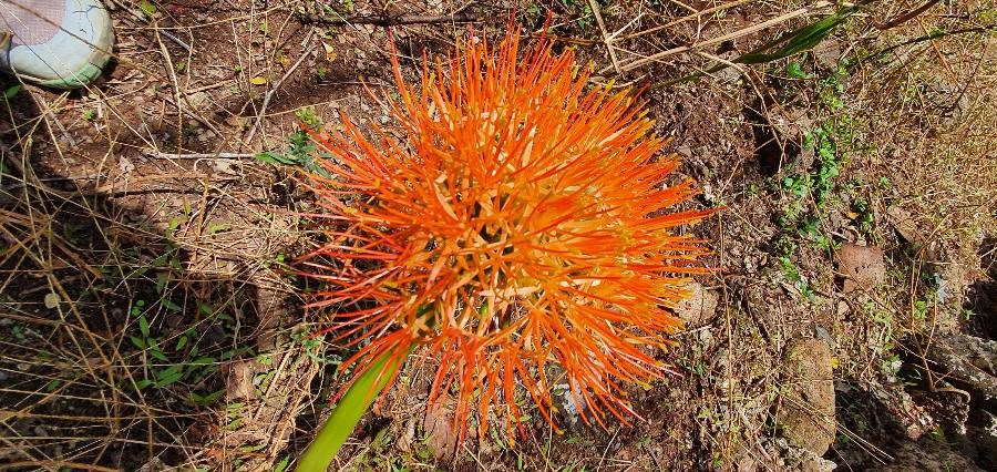 blood flower