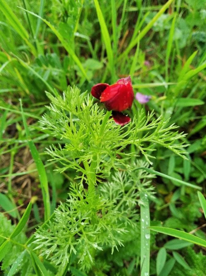 pheasant's eye