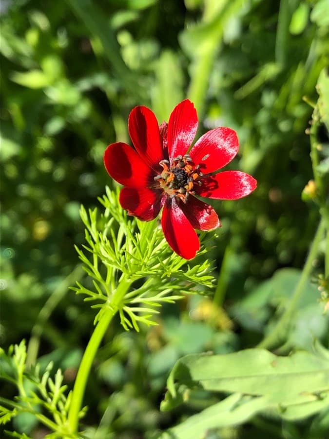 pheasant's eye