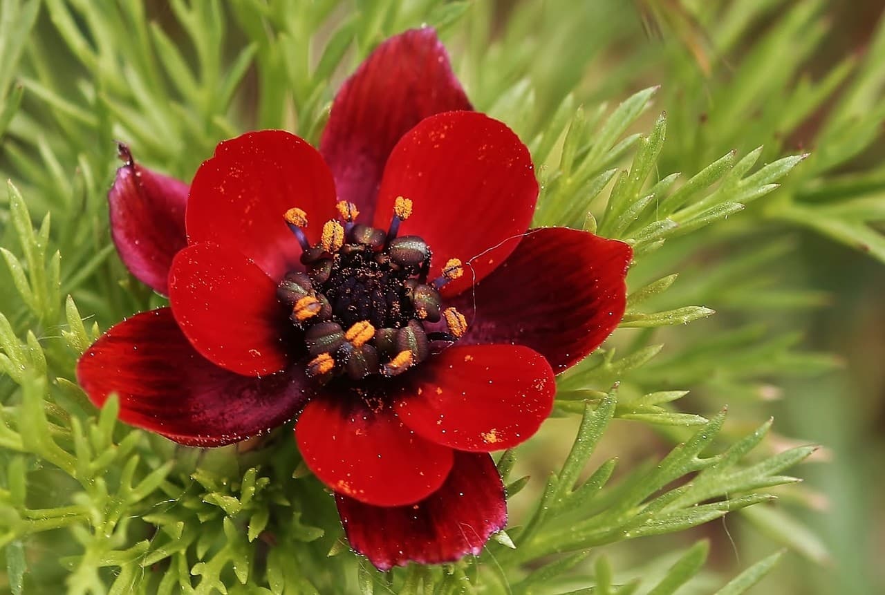 pheasant's eye