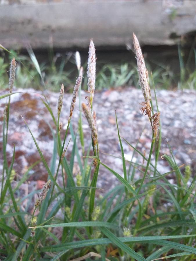 goose grass