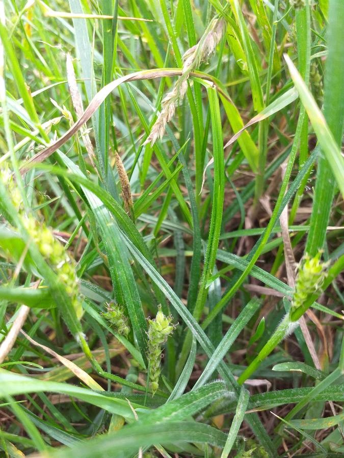 goose grass