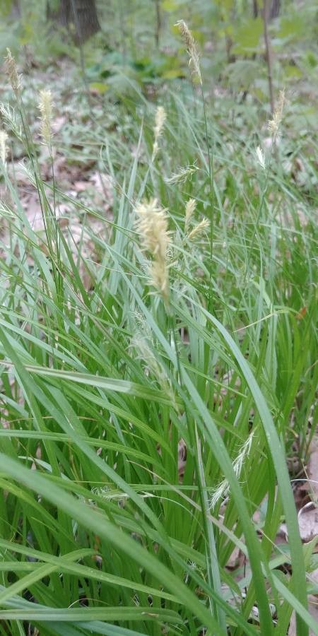 goose grass