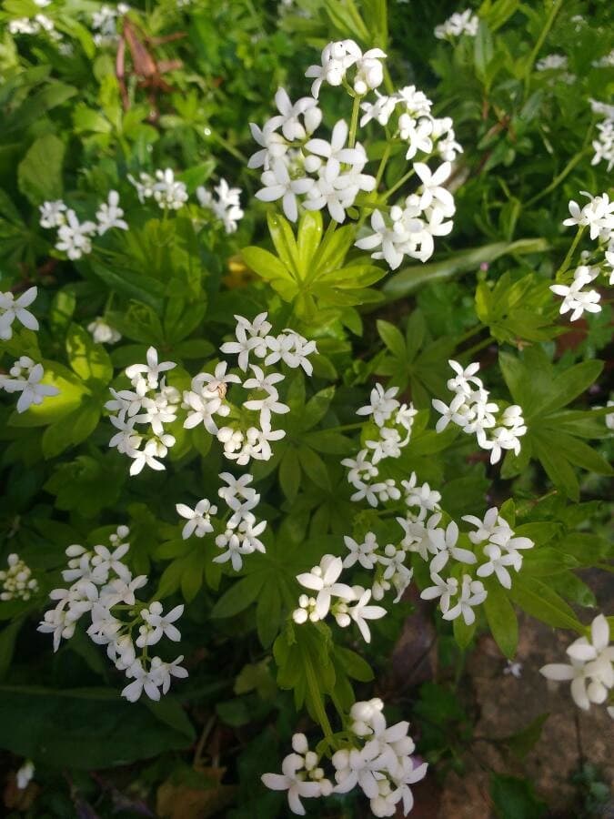 sweet woodruff